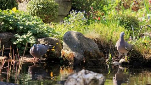 Two doves by a pond Stock Photos