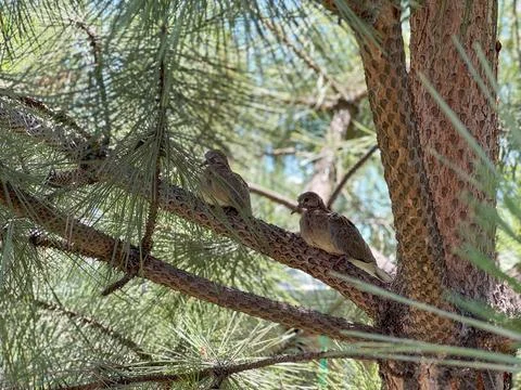 Two Doves Resting on a Pine Tree Branch Foto stock