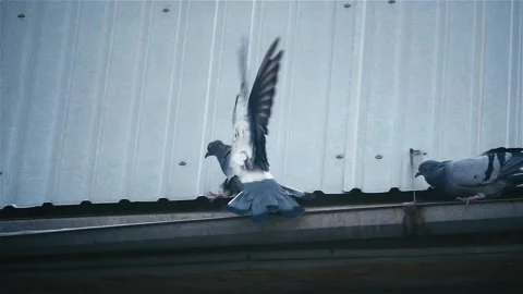 Two doves on the roof Video stock 238398684