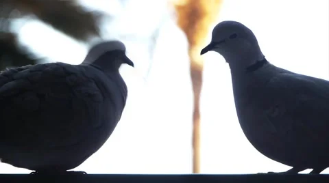 Two doves seem like an old married couple Stock Footage 2140320
