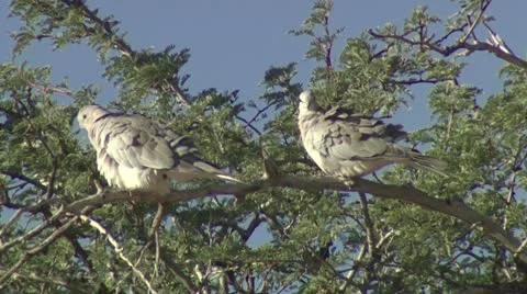 Two doves siting on a tree branch. Stock Footage 16578873