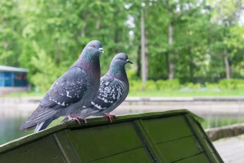 Two doves sitting on the edge of an upturned boat. Stock Photos