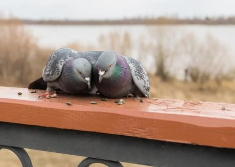Two doves sitting on the railing in an embrace. Stock Photos
