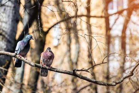 Two doves sitting on a tree branch during mating season. Foto stock
