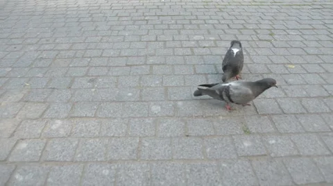 Two doves on the square. Stock Footage 51755879