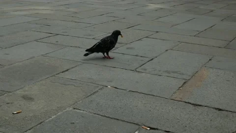 Two doves walking and eating crumbs on a sidewalk Stock Footage 130351115