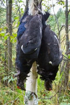 Two downed black grouse hang on a tree Stock Photos