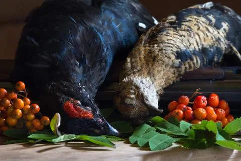 Two downed blackcocks and Rowan berries lie on a wooden table next to a shotg Stock Photos