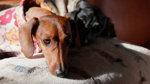 Two Doxies in Coats Resting on Couch Stock Footage 309512275