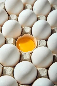 Two dozen eggs, one egg missing. The egg is yellow, the rest are white. Stock Photos