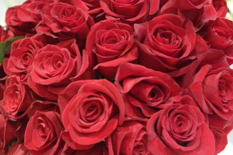 Two dozen roses Foto stock