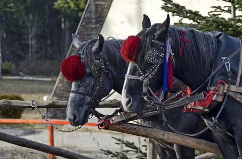 Two draft horses are waiting for customers to walk them around the resort Stock Photos