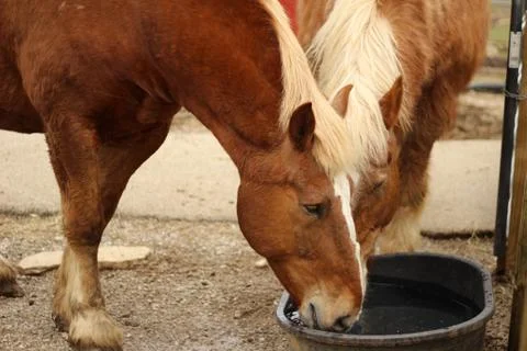 Two Draft Horses Drinking Water Stock Photos