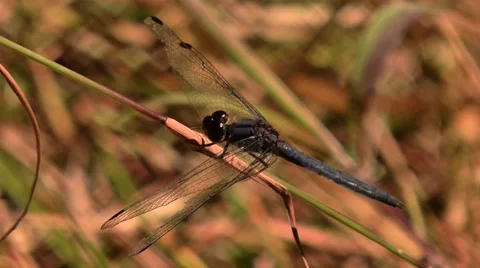 Two Dragon flies.mp4 Vídeo Stock 63797510