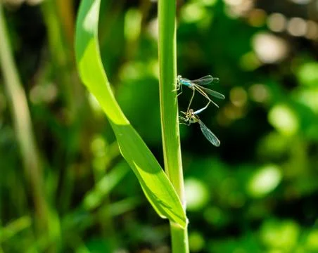 Two dragonflies basking in the Sun Stock-Fotos