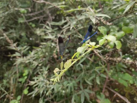 Two dragonflies on a branch 写真素材