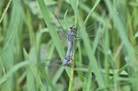 Two dragonflies in love Stock Photos