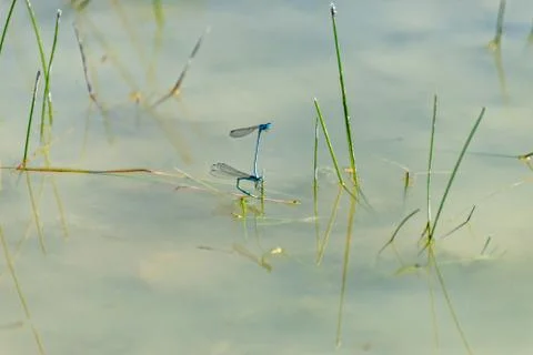 Two dragonflies mate in a pool Stock Photos