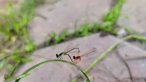 Two dragonflies mating on a blade of grass Stock Footage 305525372