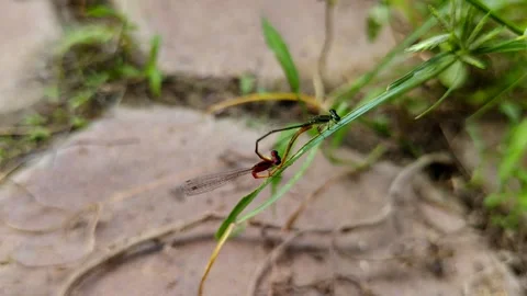 Two dragonflies mating on a blade of grass Stock Footage 305526836