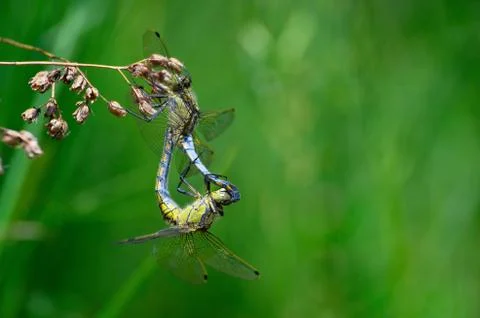 Two dragonflies mating close-up Stock Photos