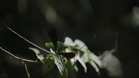 Two dragonflies mating Stockbeeldmateriaal 90039523