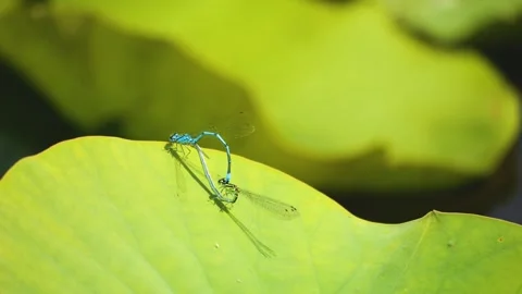 Two dragonflies mating Stock Footage 249819975