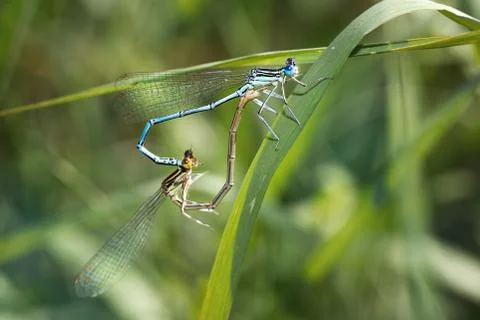 Two dragonflies mating on grass . Close-up Stock Photos