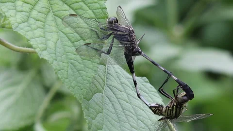Two Dragonflies Mating on the Leaves Stock Footage 103864972