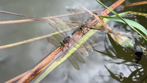 Two dragonflies mating in tandem position on reed stem over pond water 스톡 동영상 341739603