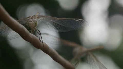 Two dragonflies. One flies away Stock Footage 247042458