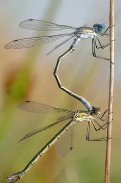 Two dragonflies Stock Photos