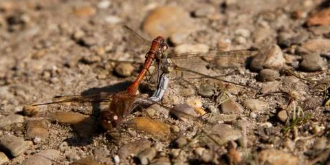 Two dragonflies Stock Photos
