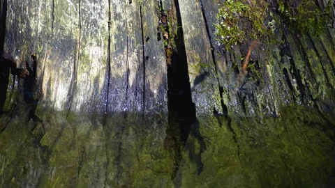 Two dragonflies reproducing Stock Footage 252157179