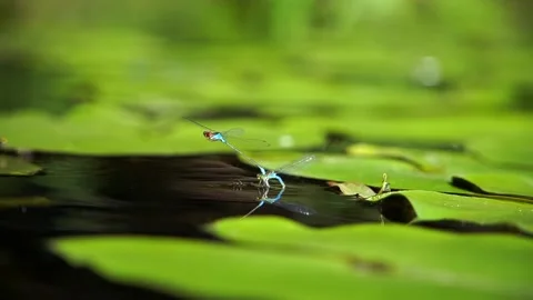 Two dragonflies on the water surface of the river. Stock Footage 203574844