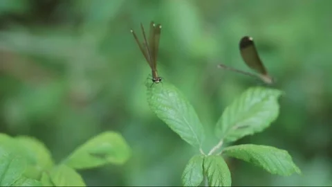 Two dragonfly on green leaf. Slow motion of dragonflies insect Stock Footage 137692829
