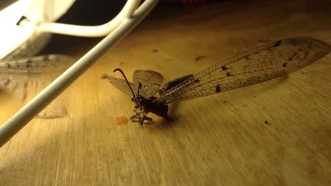 Two Dragonfly Odonata actively flies in the rays of the lamp Close Stock Footage 106303682