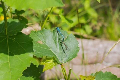 Two dragonfly outside in the garden on a leaf Stock Photos