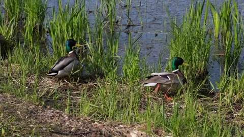 Two drake ducks on a pond in the thickets bask in the sun. Stock Footage 240657030