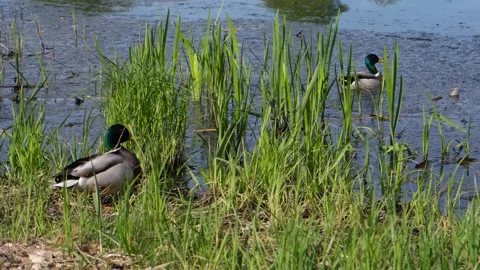 Two drake ducks on a pond in the thickets bask in the sun. Vidéo 241398288