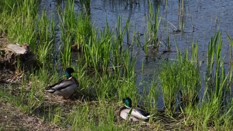 Two drake ducks on a pond in the thickets bask in the sun. Stock Footage 241821079
