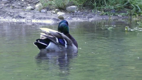Two drakes bathe and clean their feathers early in morning Stock Footage 101370626