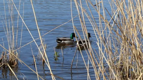 Two drakes on the lake Stock Footage 154607847