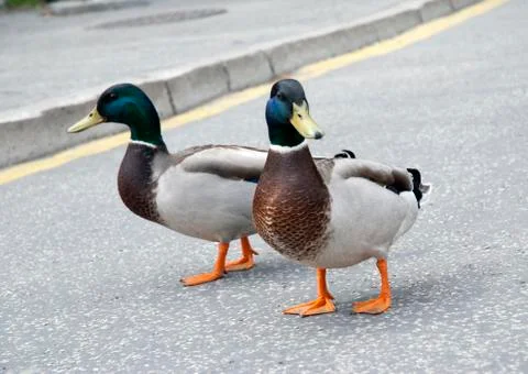 Two drakes Stock Photos