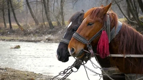 Two drawn horses Stock Footage 73812999