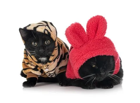 Two dressed cats in studio Stock Photos