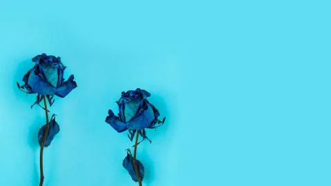 Two Dried blue rose Stock Photos