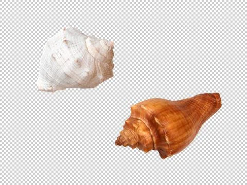 Two dried empty shells of marine gastropod Rapana Foto stock