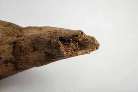 Two Dried Peony Root Pieces on White Backgr Stock Photos