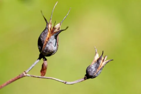 Two dried rose hip seed pods on thin branch Stock Photos